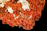 Bright Orange Crocoite Crystal Cluster - Tasmania #171706-2